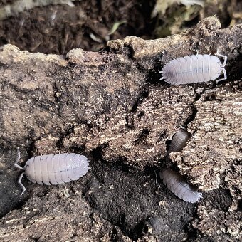 ISOPODY·STÍNKY - Fauna trhy Ostrava 14.12. - 11