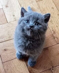 Britská modrá koťátka - 11