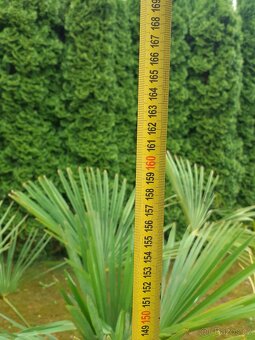Palma Trachycarpus fortunei - 11