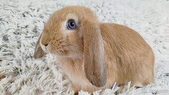 Zakrslý beránek, králíček, králík - RIKI - 11