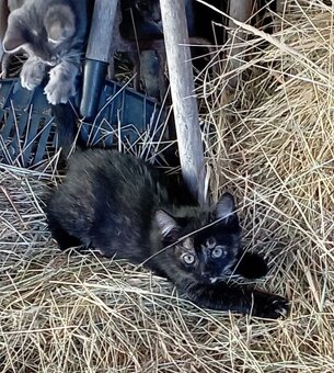 Darujeme 4 kočičky a 1 kocourka - 11