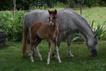 Hřebeček Welsh B 2025 Rezervace - 11
