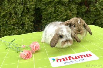 Mláďata zakrslých králíčků z chovu mistra Evropy - 11