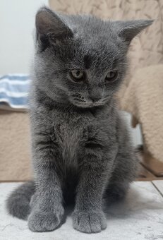 Britská koťata - 11