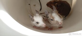 Darování osmáků degu do dobrých rukou - 11