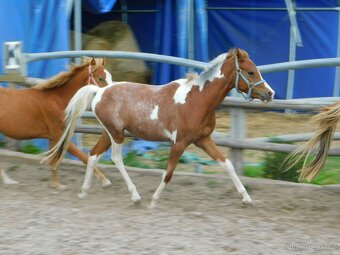 dvouletý pony - 11