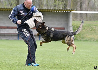 Německý ovčák štěnata s PP - 11