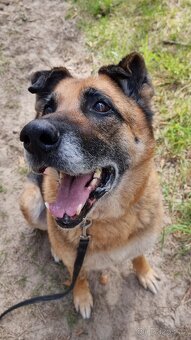 ROXY K ADOPCI - vděčná, nenáročná seniorka - 11