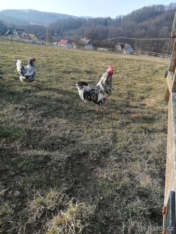 VLASKA EXCHEQUER nasadova VEJCE a kuřata - 11