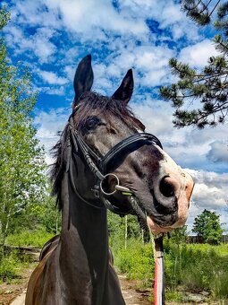 Zatím půlpronajem koně - 11