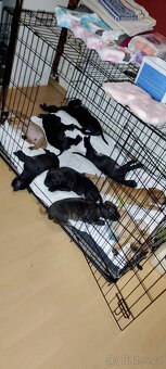 štěňátka Pitbull x Stafordšírský teriér - 11