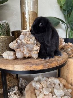 Minilop zakrslý králíček - 11