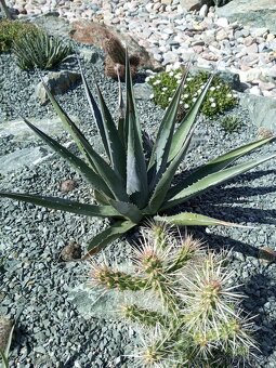 Juky, opuncie,agave - 11