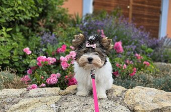 Biewer terrier -  fenka  s PP - 11