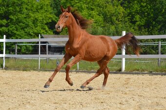 Sportovní klisna KWPN s TOP původem - 11