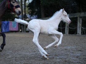 Mare with cremello foal - 11