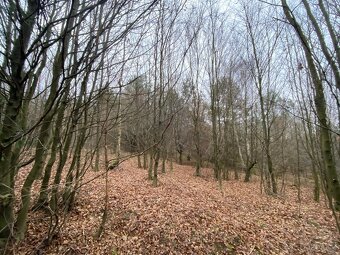 Lesní pozemek Šarovy - 11