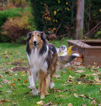 Štěně kolie hledá milující domov - 11