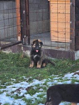 nemecký ovčak - 11