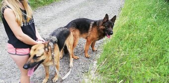 Nemecky ovčák typu Rex(štěňata) - 11