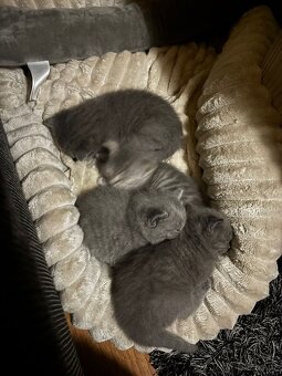 Britská koťátka - 11