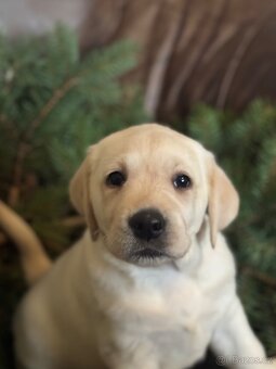 Labradorský retriever - 11