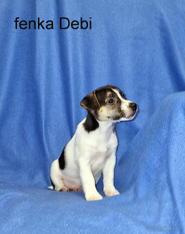 Jack russell terier - 11