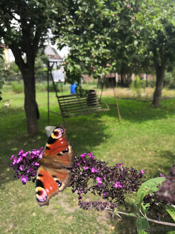 Prodej zahrada Děčín - 11