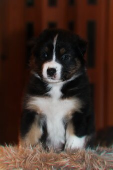 Australských ovčák s PP - 11