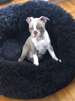 Bostonský teriér s PP - 11