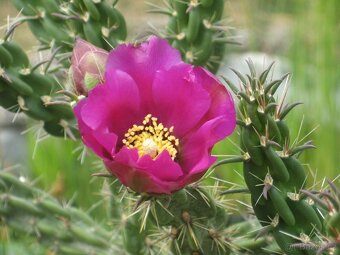 Kaktusy - mrazuvzdorné opuncie - 11