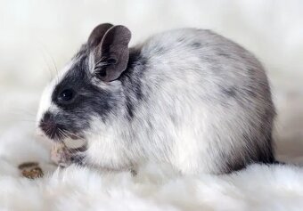 Mláďata osmáka degu s PP v různých barvách - 11