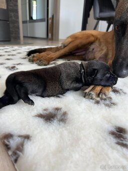 Belgický ovčák malinois s PP - 11