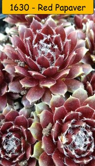 Netřesky, rozchodníky, delosperma na balkón i na zahradu. - 11
