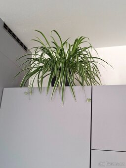 Plectrantus red + keramický obal - 11