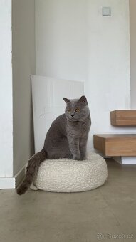 Britský kocour ke krytí - 11