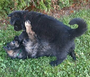 Německý ovčák - štěňata - 11