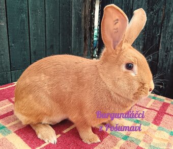 BURGUNDSKÝ králík s PP - SAMEČCI A SAMIČKY ⭐️⭐️⭐️ - 11