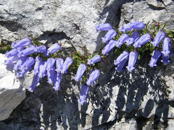 Prodám skalničky,trvalky a zahr.orchideje. - 11