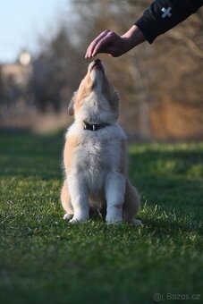 Border Collie / Border Kólia s PP - 11