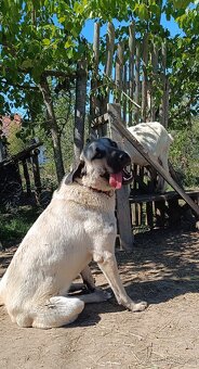 Kangalský pastevecký pes- štěňátka s pp - 11