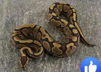 Krajta královská Dospělá chovná skupina - 11
