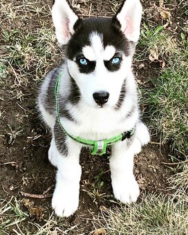 🐾 ŠTĚŇÁTKA HUSKY NA PRODEJ – HLEDÁME MILUJÍCÍ DOMOVY ❤️ - 11