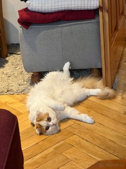 Kocour k nakrytí - 11