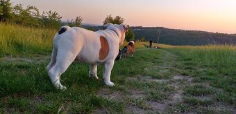 Anglický buldog na prodej. - 11