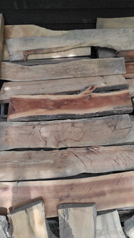 Staré suché listnaté dřevo - 11