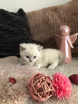 Čistokrevná britská krátkosrstá koťata po rodičích s PP - 11