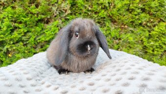 Zakrslý beránek, králíček, králík - PATRICIE - 11
