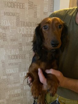 Jezevčík dlouhosrstý trpasličí - 11