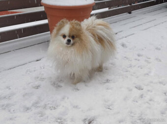 Pomeranian s PP fenka - 11